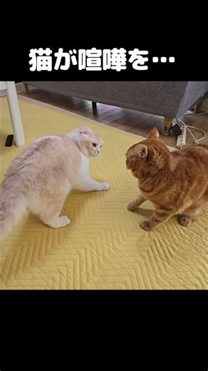 猫が突然喧嘩を...#shorts