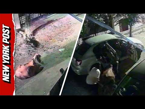 Unbelievable Footage Shows Thieves Forcing Cow Into Car