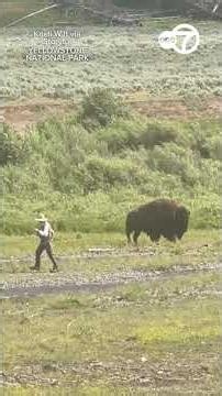 Fisherman has close all with bison at Yellowstone National park