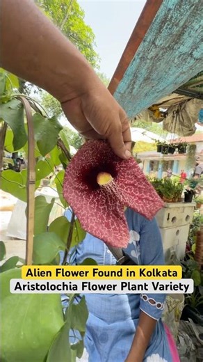 This Alien-Looking Aristolochia Flower Will Blow Your Mind 😳🌿 Rare Plant at Galiffstreet