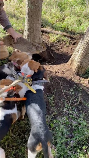 Catching A Big Swamp Rabbit | Grabbed Him Out The Tree #rabbithunting #deerhunting #wildlife #foryou