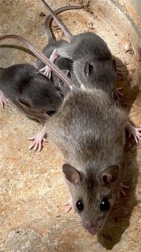 Mother Mouse Carries Three Babies Clinging to Her Fur