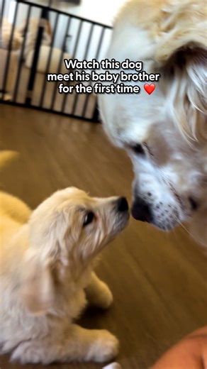 Because getting a puppy for your senior dog keeps 'em young 🥺💖 Lexi told us about her decision to get a puppy for her 'soul-dog,' Wolfie, and how the two of them have become conjoined at the hip! Follow along with Lexi, Wolfie & Pickles on Instagram: thedo.do/lexiwolfiepickles & TikTok: thedo.do/Lexiwolfiepickles | The Dodo