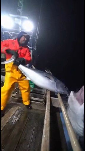 "Tiny Fish, Giant Threat — Man Catches Fish While Shark Attacks & Survives! 🦈😱" #SharkAttack #SurvivorStory #SharkSighting #FishingGoneWrong #Wildlife #OceanDanger #SharkEncounter #ExtremeFishing #NatureIsWild #ViralVideo #CloseCall #SharkWeek | Olivia