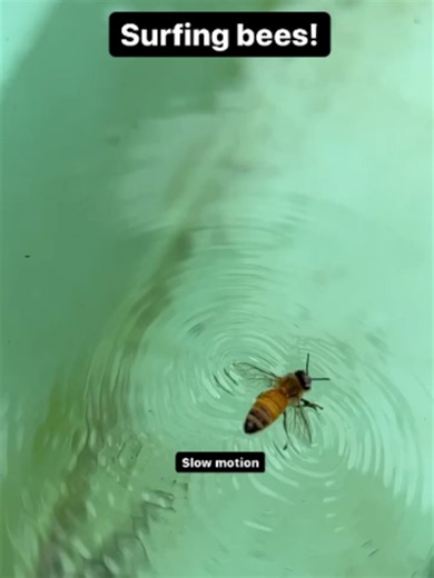 Bees surfing water: how honey bees glide to shore
