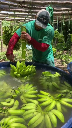 Cutting Banana Skills #bananaharvest #bananacutting #satisfyingharvest