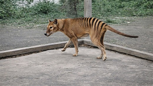 The last captive Tasmanian tiger died in 1936 - a new clip is raising questions again