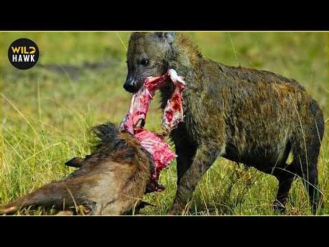 Clashes & Conflicts: MOST Unbelievable HYENA Attacks Caught on Camera | Wild Animals