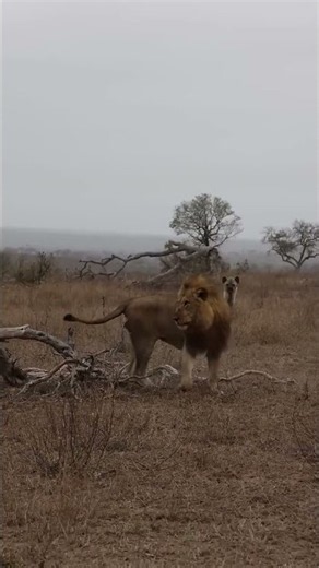 Hyena Escapes Lion Attack! #wildanimals #wildlife #animalbattle #predatorvsprey #animals