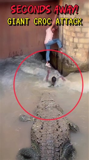 SECONDS AWAY‼️ GIANT CROCODILE ATTACK 🐊 #crocodile #amazing