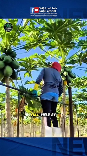 This Papaya Farming Trick Looks Crazy But Works