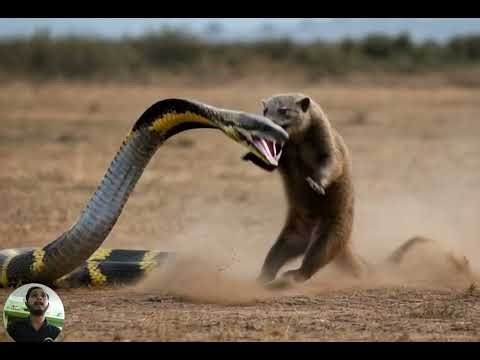 🐍⚔️ Snake vs Mongoose Fight | Animals Fighter