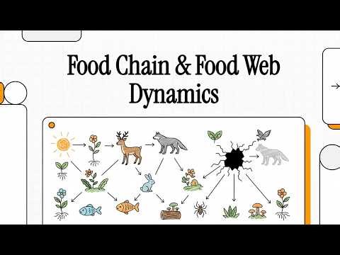 Food Chain & Food Web Dynamics | Energy Flow, Trophic Levels & Ecosystem Stability