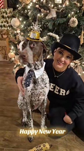 happy new year German Shorthaired Pointer GSP... 🫶❤️🐶 #shorts #ytshorts #viral #trending