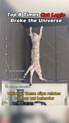 Top 8 Times Cat Logic Broke the Universe