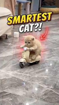 The Smartest Cat Moments Ever Caught On Camera