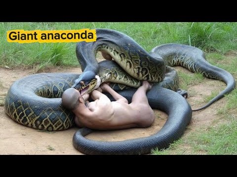 Inside the World of Giant Constrictor Snakes