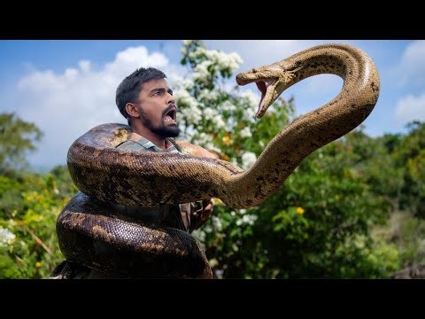 Anaconda Snake Attack 3 brave expert hunter In Forest | An Anaconda Snake Attack Brief Story 27