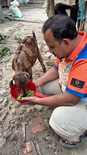 Call Goats Without Spending Money! 🐐 | Simple Goat Farming Trick #shorts
