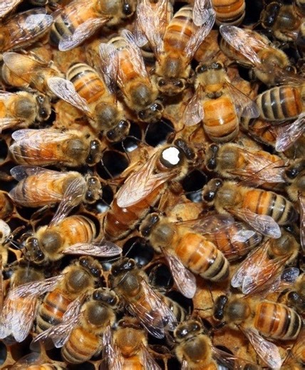 Mated Queens - 2026 - Delivery Starting 4/11/26 | Barker's Beehives & Supplies