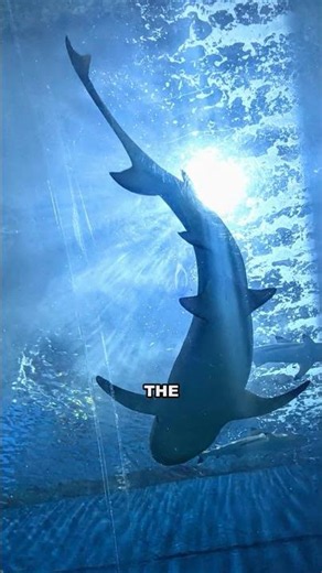 LOCH NESS MONSTER EXPLAINED (Nessie)