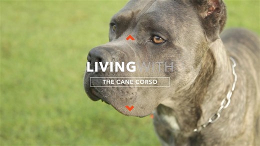 All about living with Cane Corso