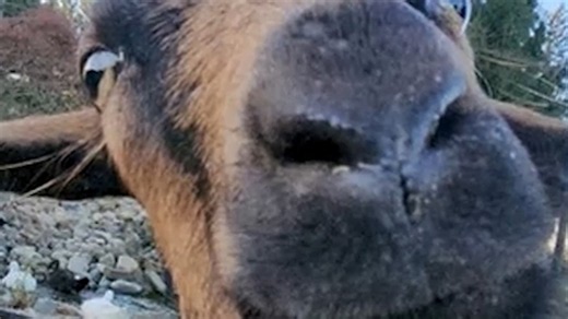 Runaway goat finds love, forever home