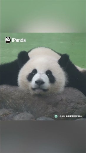 Panda's Ear Dance At Increased Speed | iPanda #shorts