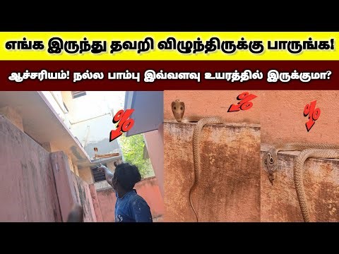 பாத்ரூமுக்கு சென்ற பெண் அலறி ஓட்டம்! இவ்வளவு ஆக்ரோஷமாக நல்லபாம்பு பார்த்தா யாருக்கு தான் பயம் வராது?