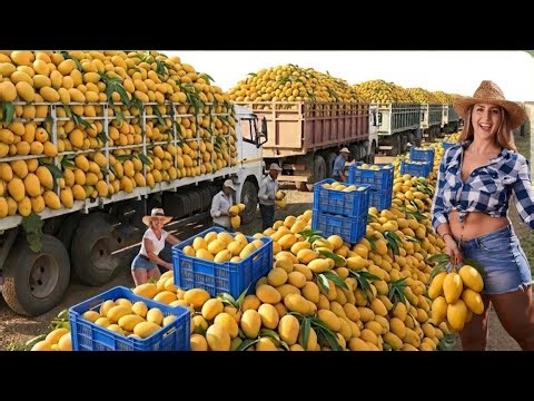 Inside Australia’s Modern Mango Farming | Millions of Tones Harvesting | Biggest Farming industry 