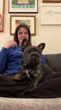The Hidden Cost Of "Cute” In Designer French Bulldogs | The Dodo