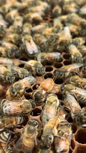 Queen Bee Laying Eggs 👑🐝 | Hive Growth in Action