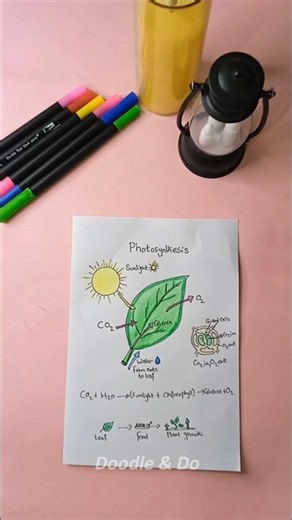 The Amazing Process of Photosynthesis! 🌞🌿
