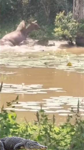 crocodile attacks young buffalo