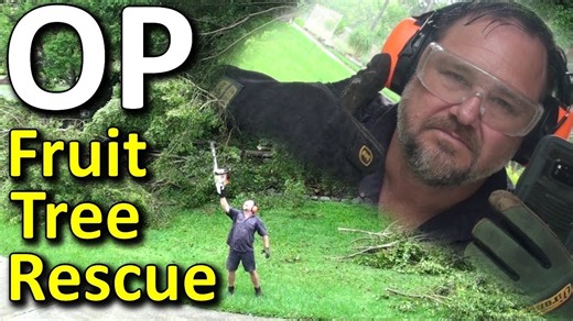 Storm damage garden rescue: Saving my fruit trees after heavy rain!