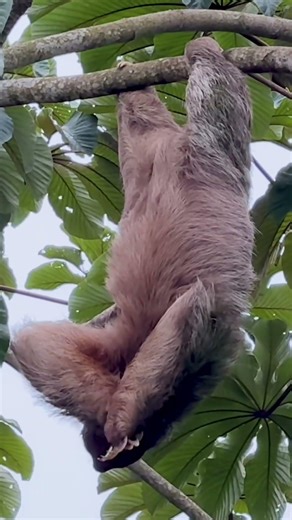 Three Toed Sloth in a Tree in Costa Rica #wildlife #travel #sloth #costarica #animals