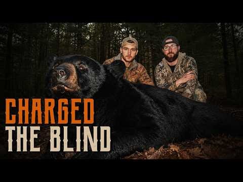 This Black Bear Charged Our Blind | New Brunswick Spring Bear Hunt