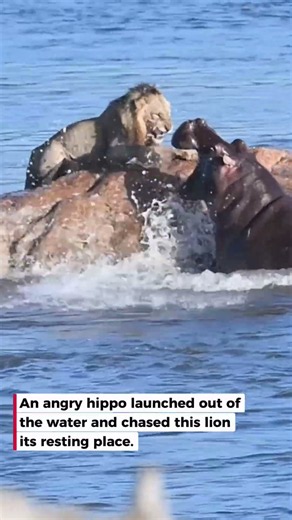 Angry Hippo Chases Sleeping Lion Into River