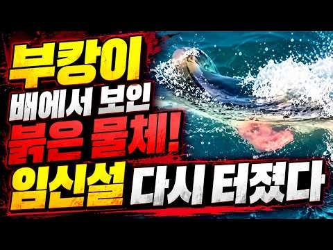 부캉이 배에서 보인 붉은 물체! 임신설 다시 터졌다