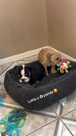 Adorable Bulldog Puppy and Panda Moment