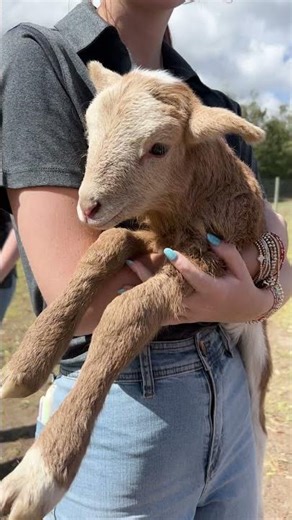 World Agriculture Day Spotlight on Agrivoltaics