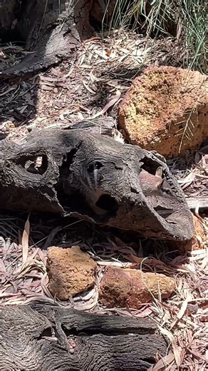 Perth Zoo Day #2025 #happyzooyear