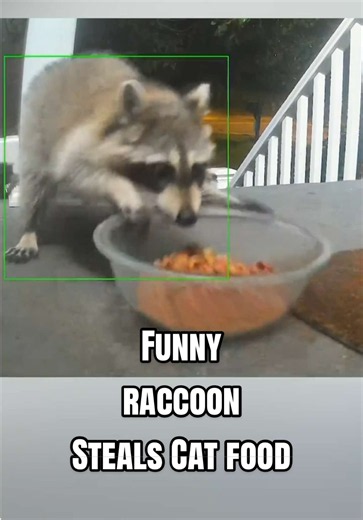 Raccoon Interrupts Heist — Funny Wildlife Clip