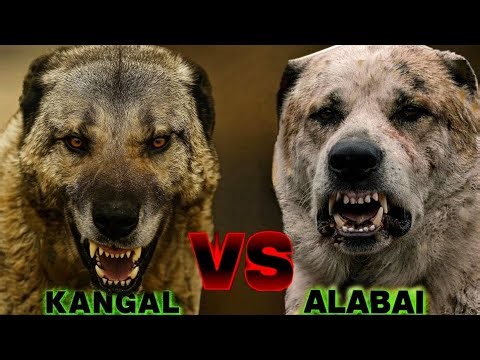 ​Kangal vs Alabai: Who is the TRUE King of Guard Dogs?