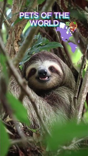 Sloth - Pets of the world