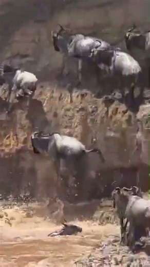 Wildebeest vs lions and Jump Off Cliff ! 😱 River Crossing Gone Wild!