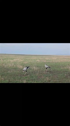 8 Days Family Safari of a Lifetime! Discover the magic of Tanzania with your loved ones on this 8-day family adventure through Tarangire, Serengeti, and Ngorongoro Crater. Enjoy close wildlife encounters, rich culture, and fun-filled activities for all ages. Safari Highlights: 🎈 Hot Air Balloon in Serengeti 🔥 Bush Family Dinner 🌙 Night Game Drive 🍷 Bush Family Wine 🚶‍♂️ Guided Nature Walk 🚙 Unlimited Game Drives Create unforgettable memories together in the heart of the wild! 📲 Book now o