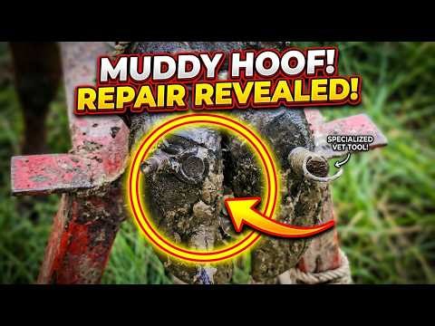 Healthy Hooves Deep Cleaning Removing Damaged Nails Cow Hooves Treatment | Cows TV