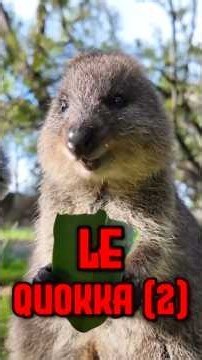 The Quokka 😳 #animals #quokka #cute