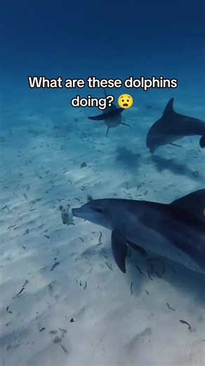 #dolphins #ocean #northsea #nature #scary